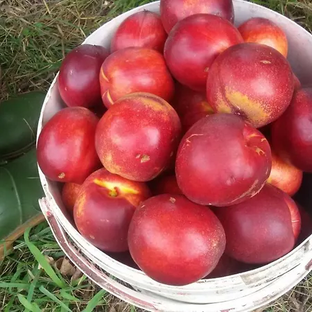 בית חווה Agriturismo La Pace וליג'יו סול מיניציו